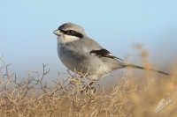 Tuhyk sedy (kanarsky) - Lanius excubitor - Great Grey 2683